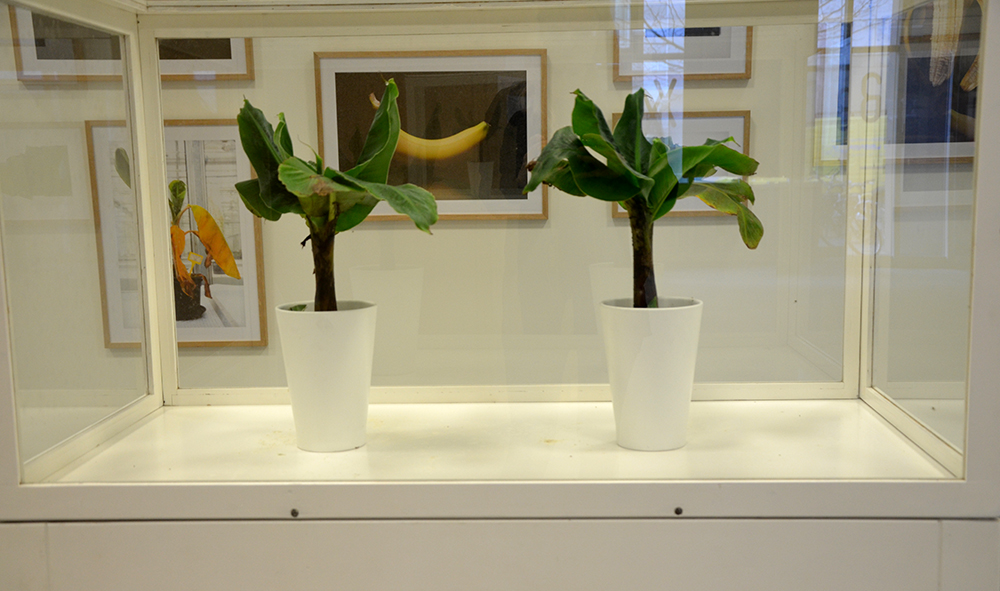 Eva Meijer, Fusarium, 2014 Eva Meijer, Fusarium, 2014